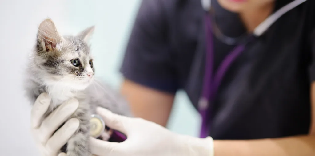 veterinary supplies- ACES