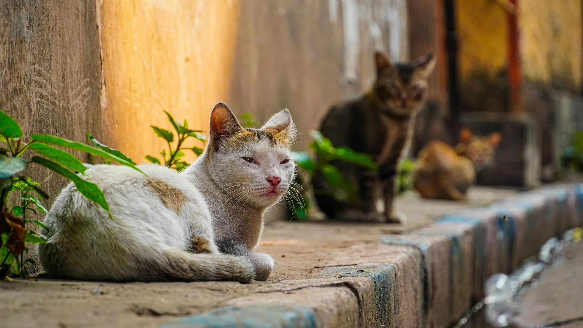 The Ultimate Guide to Equipment for Feral Cats