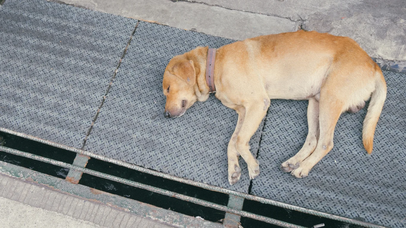 Tranquilizer Gun for Dogs: A Guide on Safety, Options, and Uses