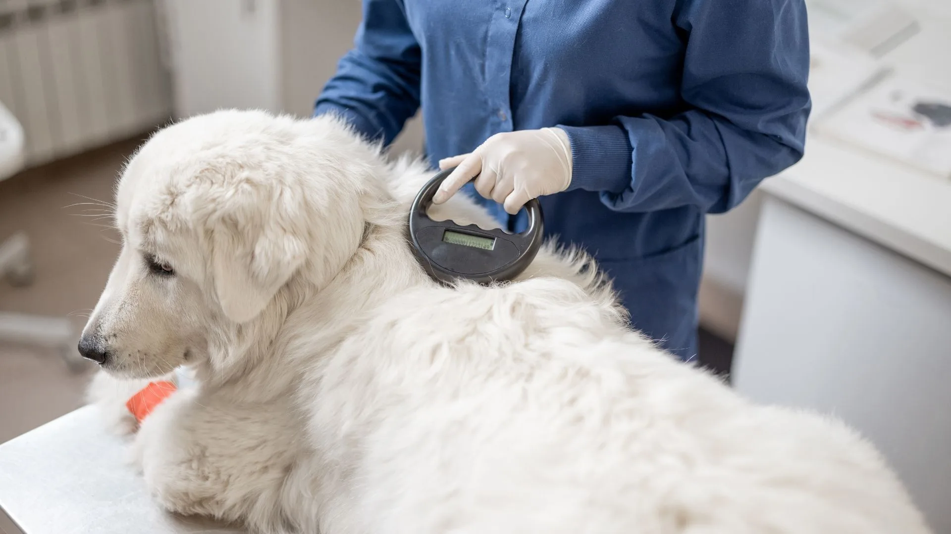 How to Choose the Right Animal Microchip Scanner for Your Facility