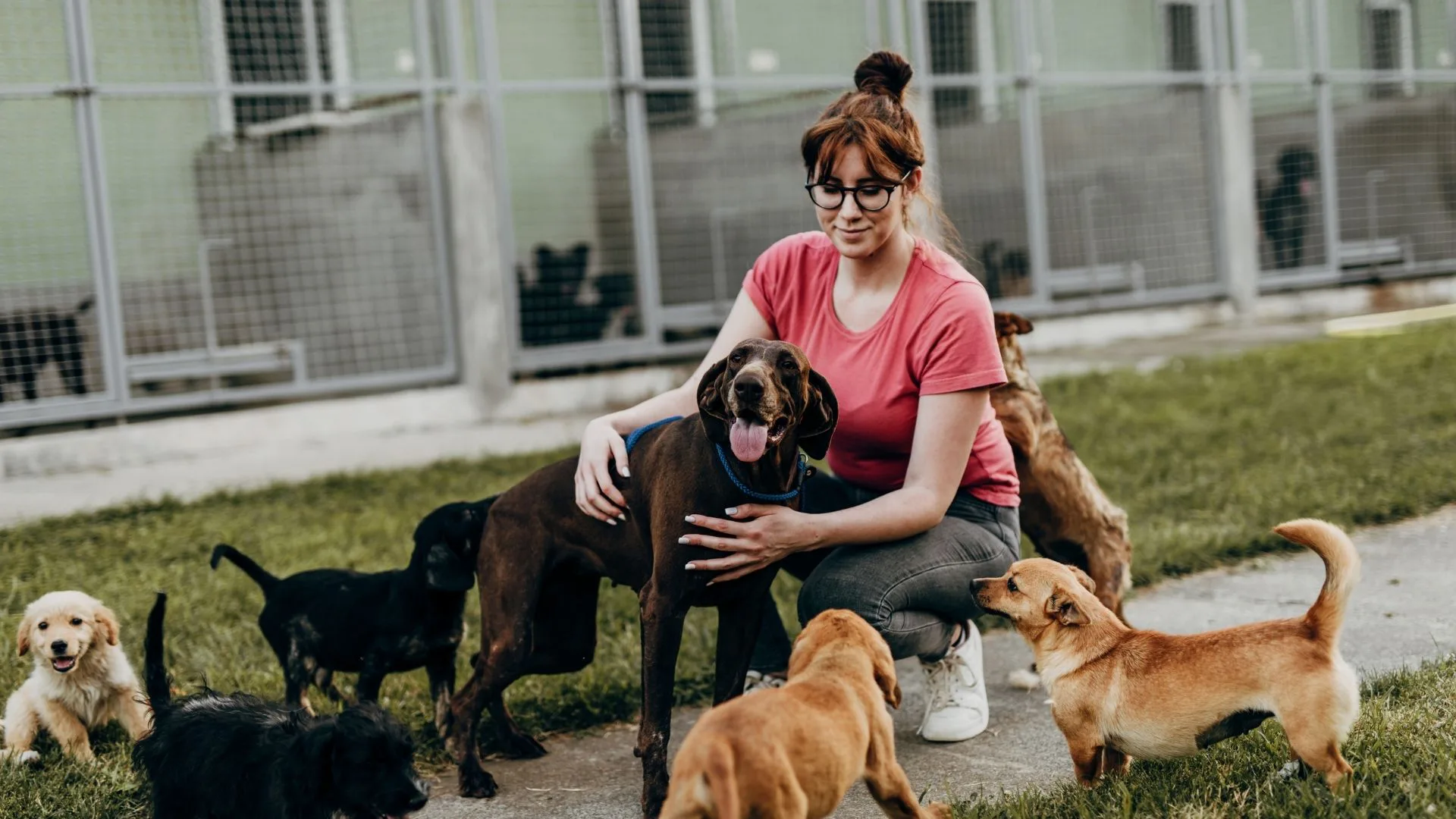 Cleaner Spaces, Healthier Animals: Effective Cleaning Supplies for Animal Shelter Environments