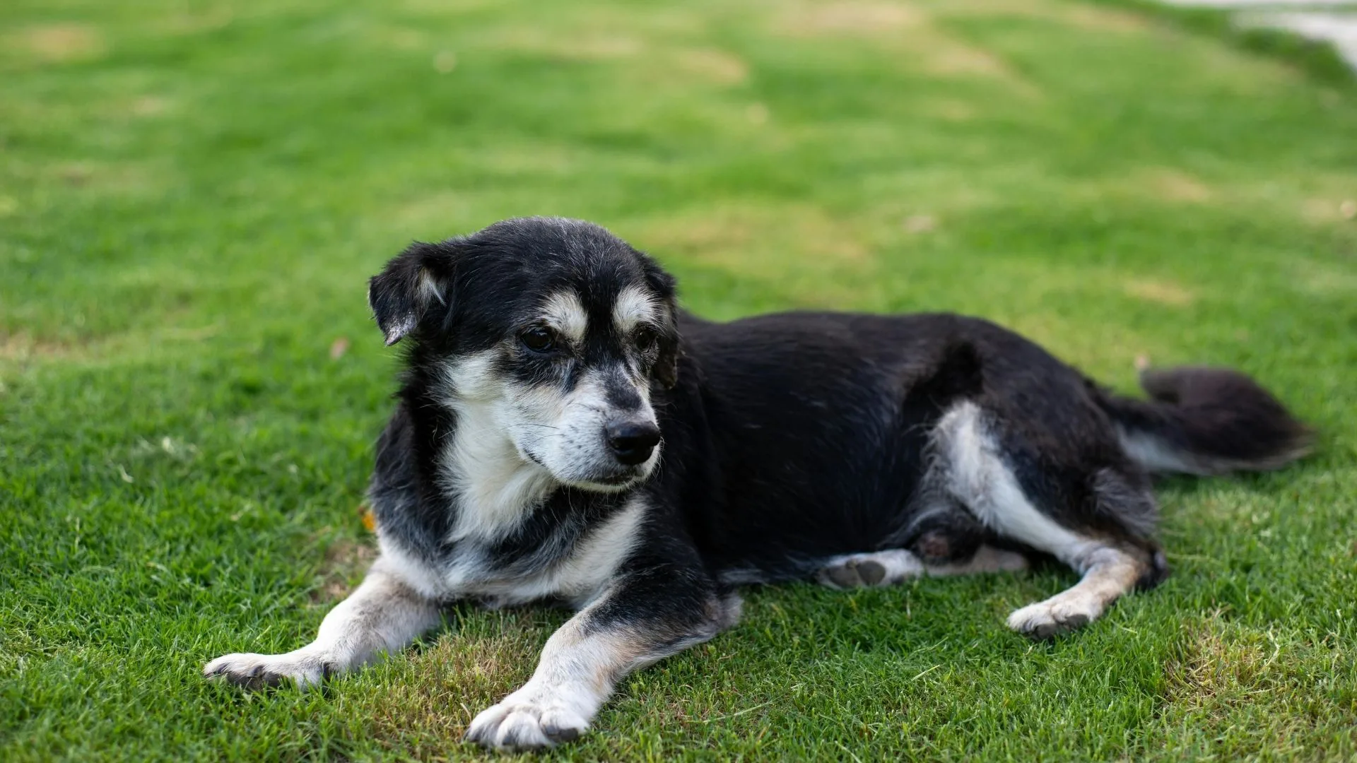 Pet Ramp for Cars: A Safer, Smarter Way to Load Pets