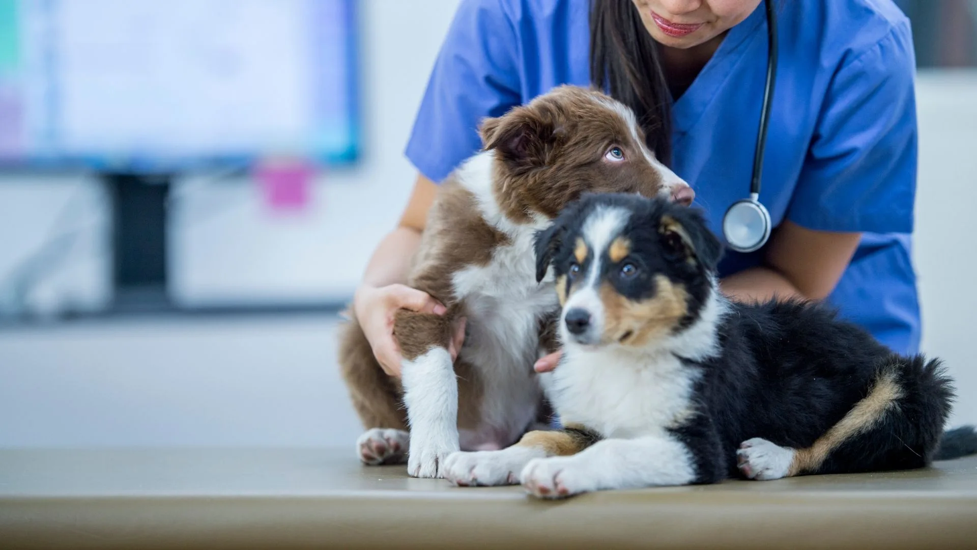 Puppies At Vet