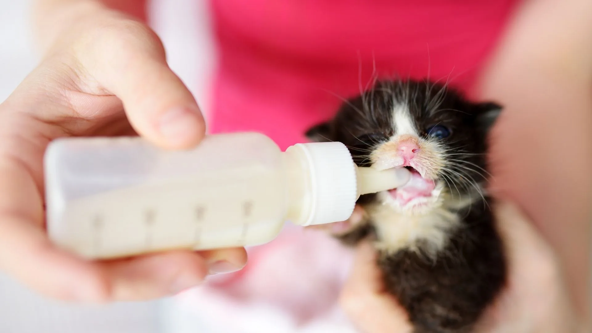 Feeding Baby Kitten