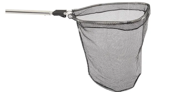 Bat Bird Mammal New Fixed Image.webp