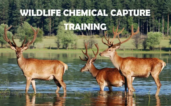 CHEMICAL CAPTURE.webp