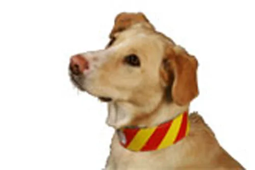 Dangerousdogcollar Copy.webp