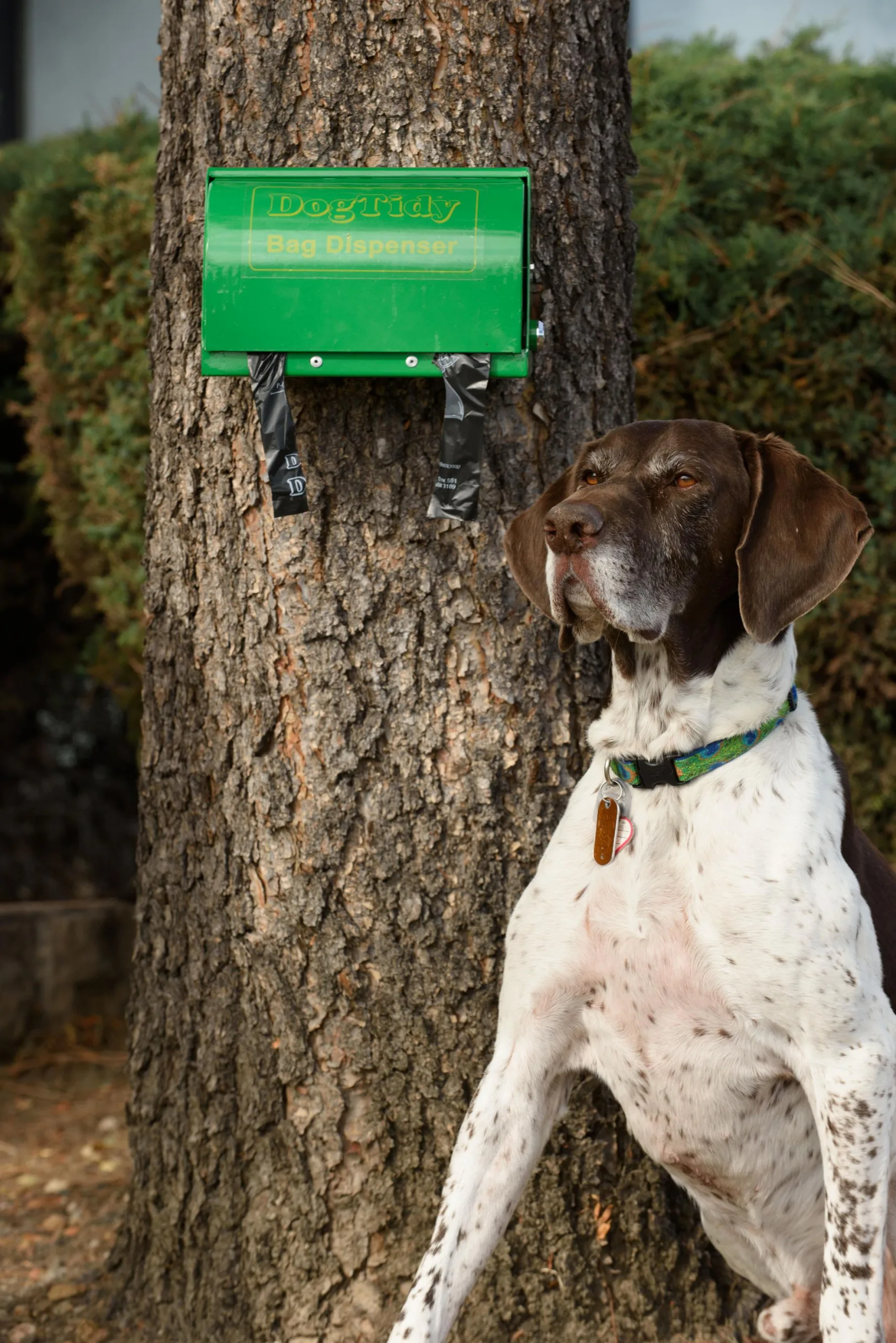 Dog Tidy With Homer Scaled 1.webp