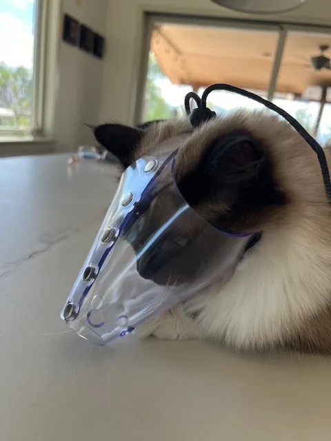 Jafco Cat Muzzle 1.webp