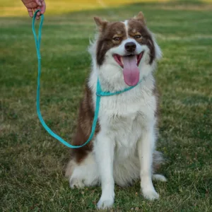 Slip Lead With Shya Scaled 1.webp