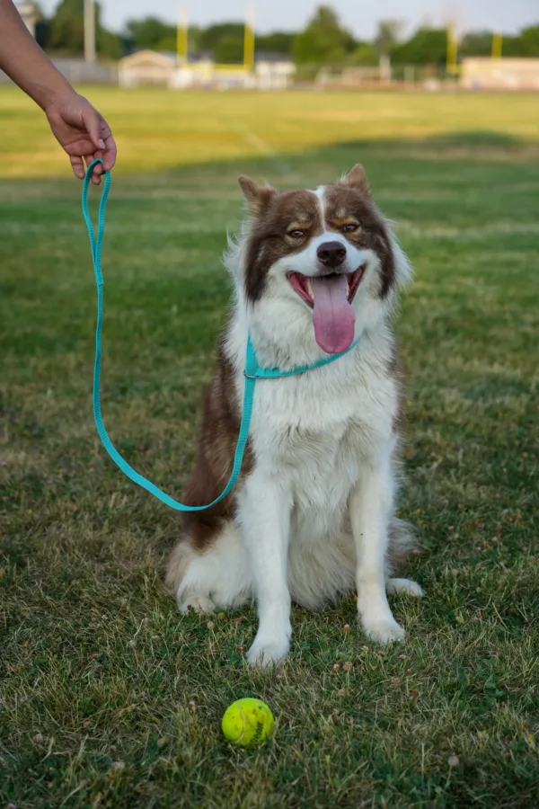 Slip Lead With Shya Scaled 1.webp