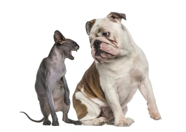 Cat And Dog Aggressive.webp