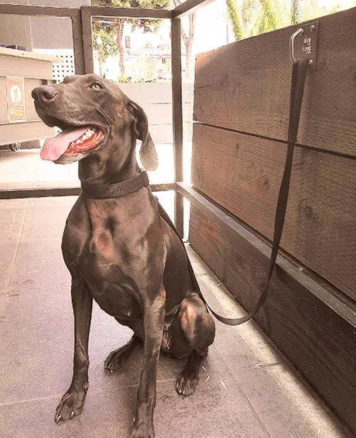 Dog On A Doghook.webp