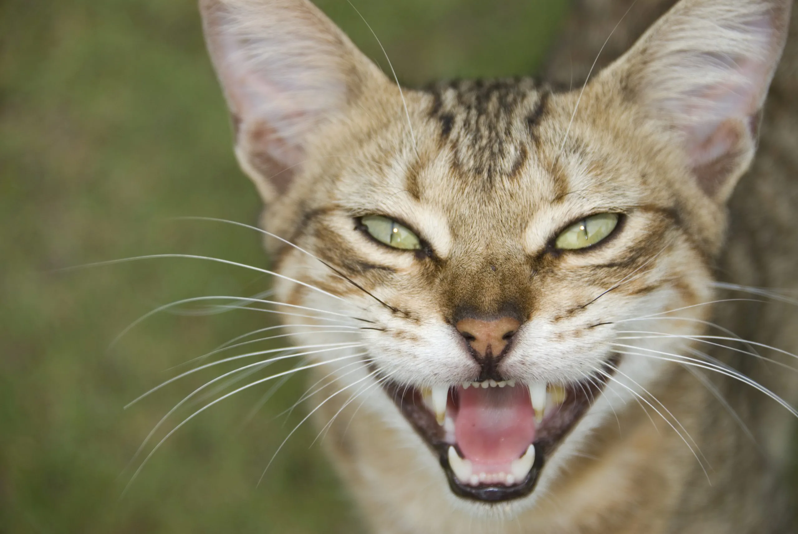 Feral Cat 1 Scaled 1.webp