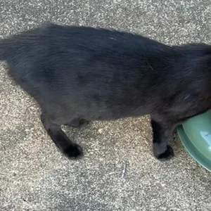 Antproofbowl Cat.webp