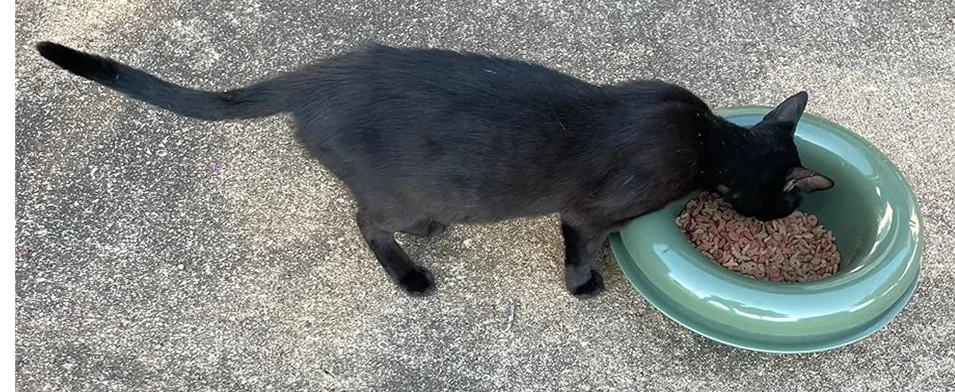 Antproofbowl Cat.webp