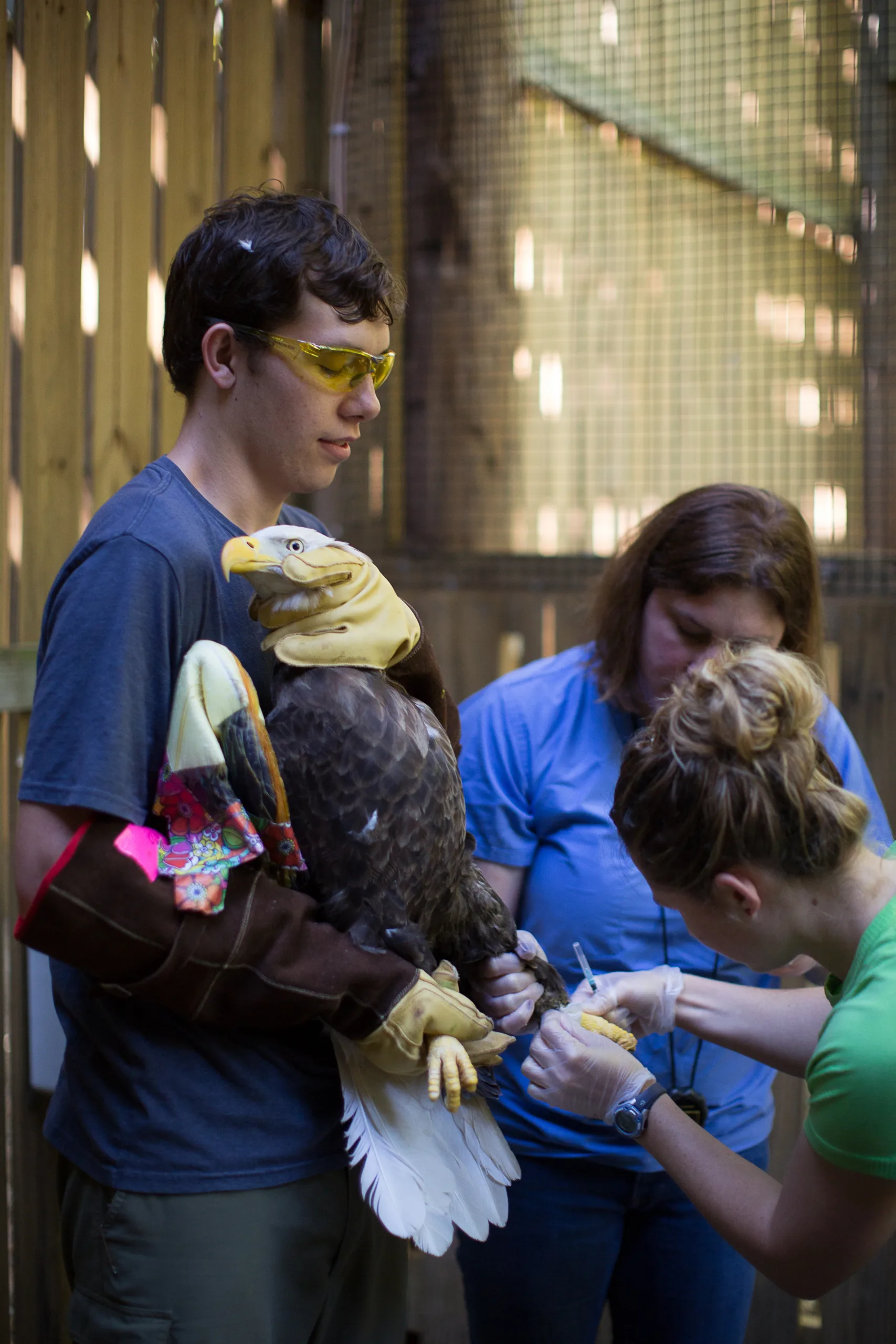 Bald Eagle With Our Gloves 1 Scaled 1.webp