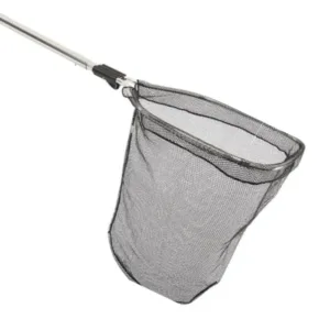 Bat Bird Mammal New Fixed Image 1.webp