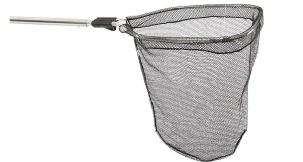 Bat Bird Mammal New Fixed Image.webp