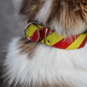 Dangerous Dog Collar Up Close Scaled 1.webp