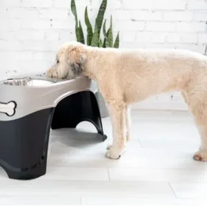 Elevated Diner With Dog.webp