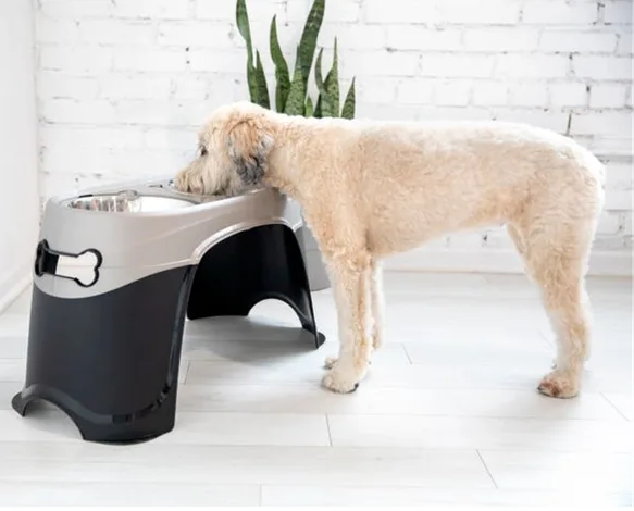 Elevated Diner With Dog.webp