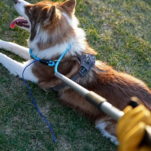 Leash Pole With Dog Scaled 1.webp