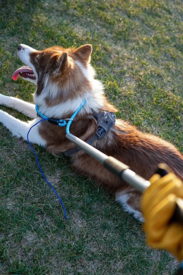 Leash Pole With Dog Scaled 1.webp