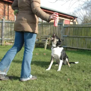 Pet Corrector In Use.webp