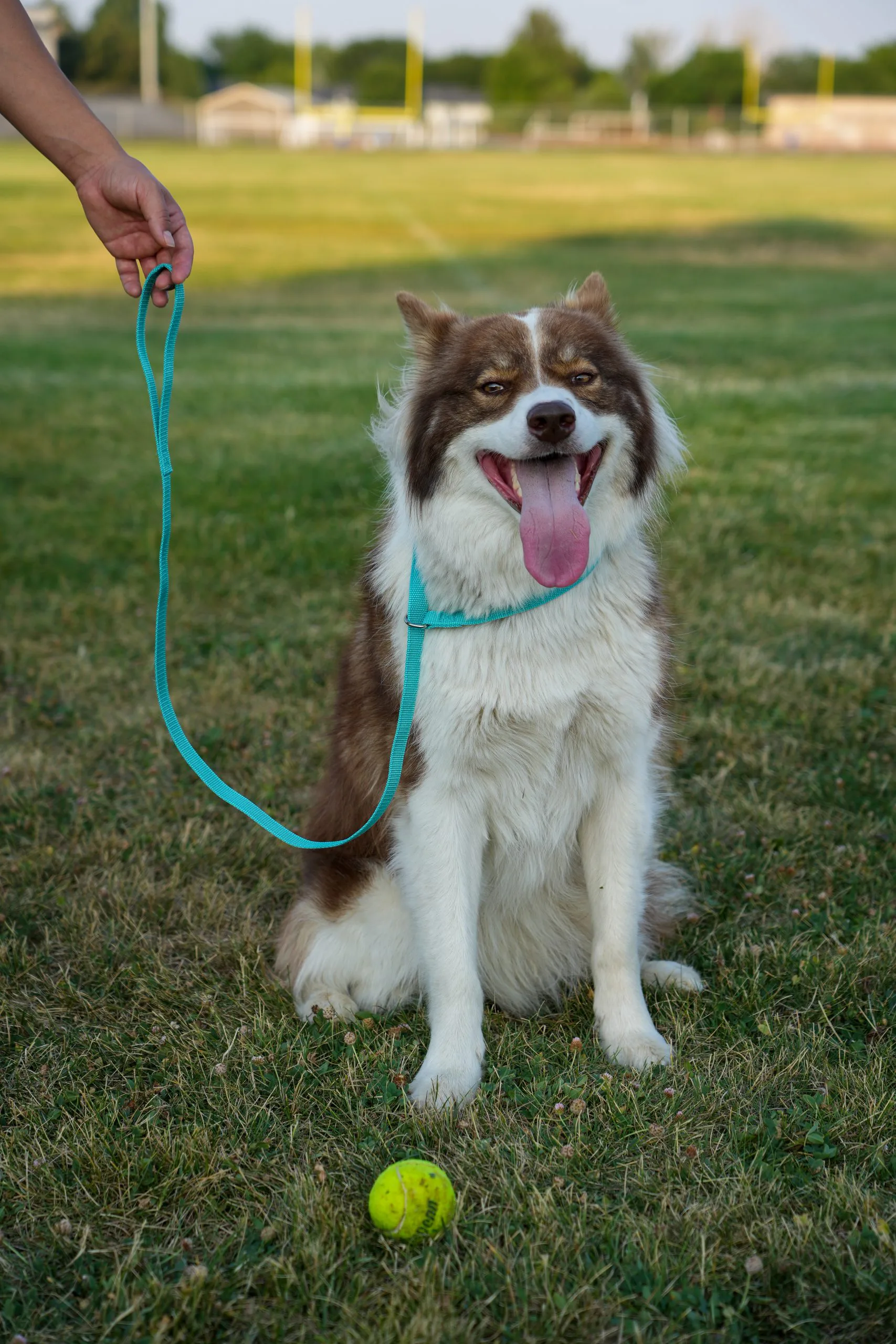 Slip Lead With Shya Scaled 1.webp