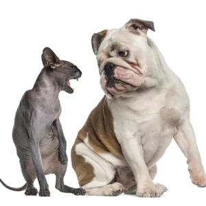 Cat And Dog Aggressive.webp