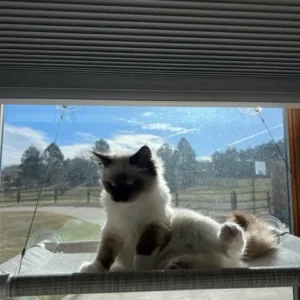 Frankie Kitty Cot.webp