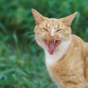 IStock 1425505640.webp