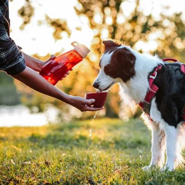 Water Bottle With White Dog.webp